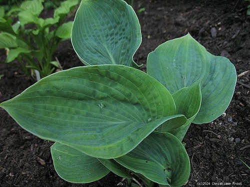 Blaublatt funkie elegans - blaublatt-funkie,