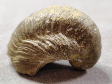💎 Fossile versteinerte