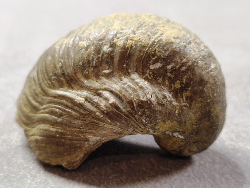 Fossile versteinerte - 💎,