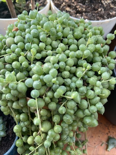String pearls ableger - pearls,