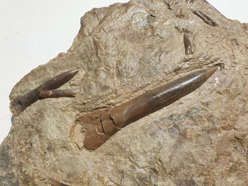 Traum passaloteuthis faseolus - traum,