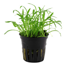 Wasserpflanzen 3x  Lilaeopsis brasiliensis Aquariumpflanzen+ 3 Mooskugeln 1-2 cm