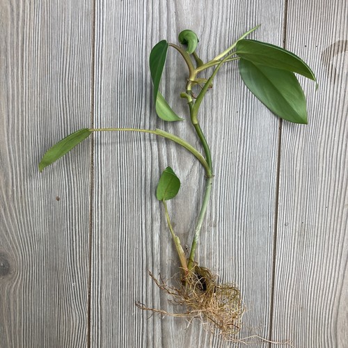 Philodendron erubescens rooted - erubescens,