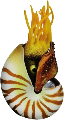 Nautilus aquarium deko muschel - aquarium,