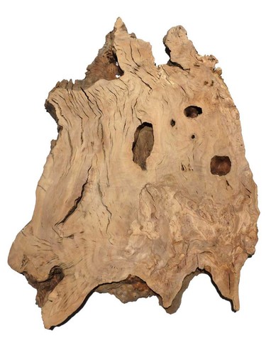 Oliven wurzelholz holz für - 1x,