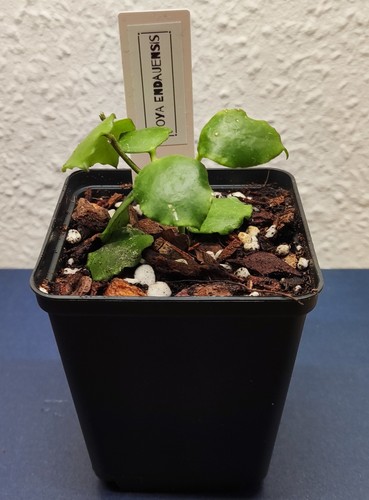 Hoya endauensis bewurzelter - endauensis,
