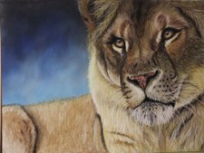 Original Pastel Painting Lioness, Wildlife Art by Catrin Klöcker