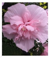 Gefüllter Hibiskus Chiffon pink 1 Pflanze Hibiscus syriacus winterhart
