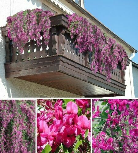 Buschklee frostharte blumen - buschklee,