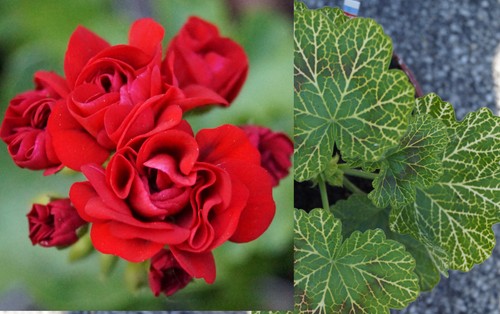 Pelargonie jungpflanze - pelargonie,