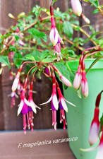 Winterharte fuchsie - winterharte,