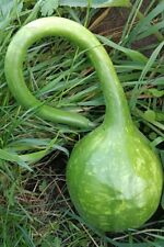 Flaschenkürbis Kalebasse