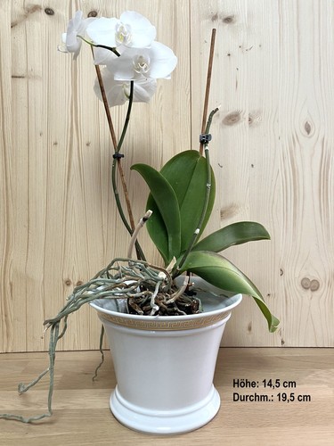 Blumenübertopf meandre - blumenübertopf,