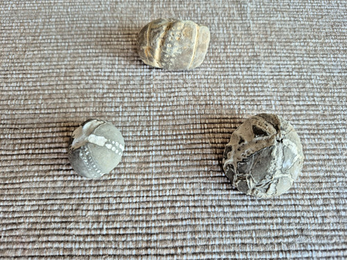 Fossile seeigel skåne - 3,