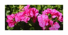 10x Geranien Multibloom Pink