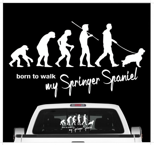 Springer spaniel english - springer,