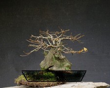 Bonsai outdoor winterhart Hainbuche, Carpinus, Tanuki  H26 B37 D16 cm