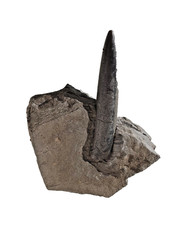 Acrocoelites rani Belemnit, Lias, Posidonienschiefer,a.Matrix, Ohmden/Holzmaden!