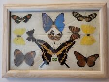 Echte Schmetterlinge - 11