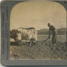 Man Plowing with Ox on