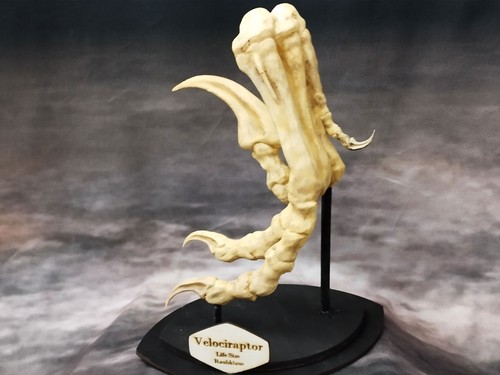 Velociraptor fuß kralle dino - fuß,