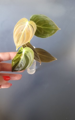 Philodendron melanochrysum low - philodendron,