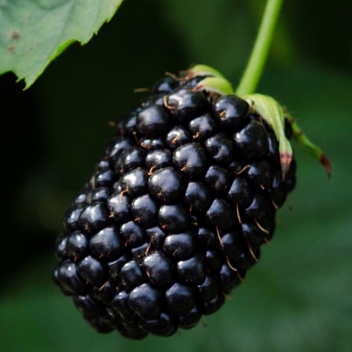 Brombeere karaka black - karaka, black®