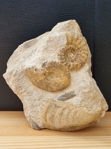 Ammoniten tragophylloceras - ammoniten,