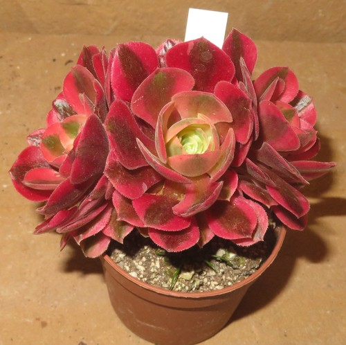 Aeonium pink witch - aeonium,