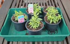 Gärtnerbox Klein Universal