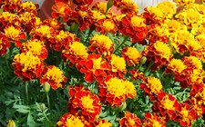 500 Samen Tagetes patula Bonita Mix niedrig wachsende Studentenblume Mischung