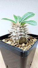 Pachypodium