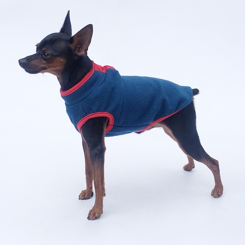 Haustier warm hund welpe - welpe, katze