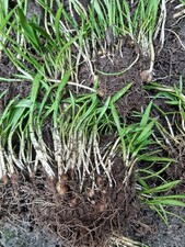 Bärlauch 100 Pflanzen