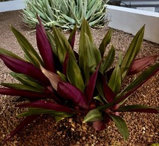 Tradescantia Spathacea