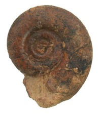 Karbon prolecanites mapesi - prolecanites,