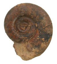 Karbon  Prolecanites mapesi