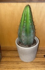 Sehr Schöner 6 Rippen San