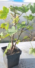 Bonsai,  Bergahorn  , Acer pseudoplatanus  im 2 Liter Topf