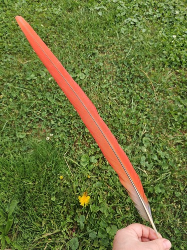 Feder - 61, cm