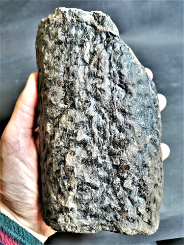 Stigmaria ficoides fossile - stigmaria,