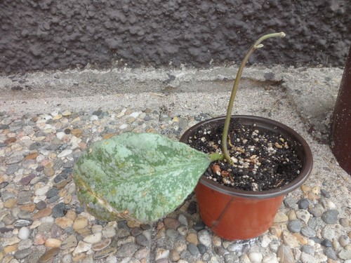 Hoya waymaniae cloudy - 'cloudy, sky'