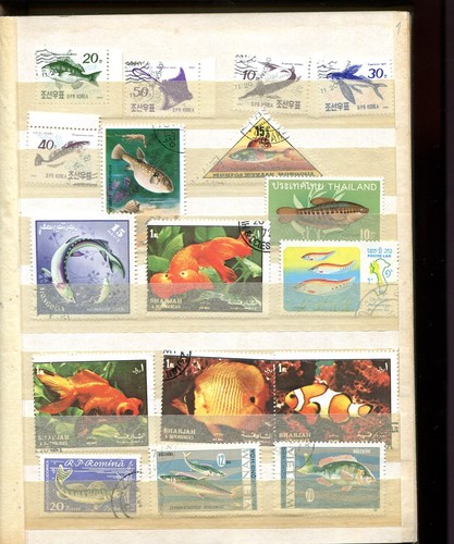 Motiv fische zierfische - motiv,