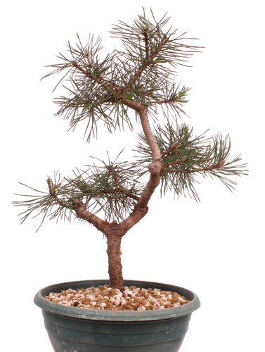 Bonsai pinus sylvestris - pinus,