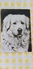 Hund AK, ungelaufen, polnischer Hütehund, Planet Verlag Berlin