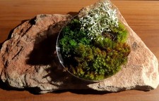 Moos & Flechten Mix 9 cm