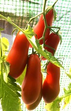 Tomatensamen (7+ Samen)