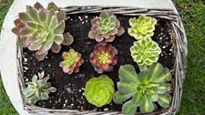 548.Aeonium Set 59€
