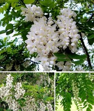 2 winterharte Robinie-Bäume