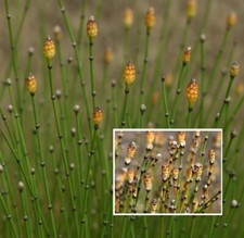 Schachtelhalm Teichpflanzen wasserreinigend winterhart immergrüne Wasserpflanzen